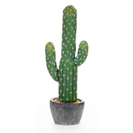 Cactus Culumnal.