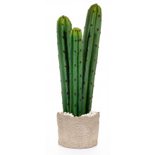 Cactus Culumnal.