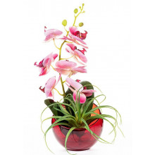 Orquídea color magenta con hoja Tillandsia