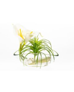 Flor de Cala Color Blanco y Tillandsia