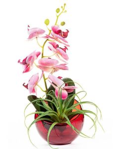 Orquídea color magenta con hoja Tillandsia